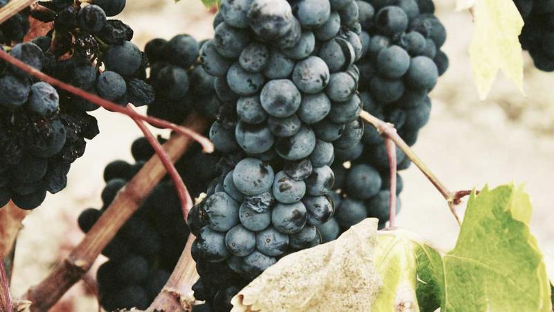 儿童心理发展：0-6岁关键期的科学指导